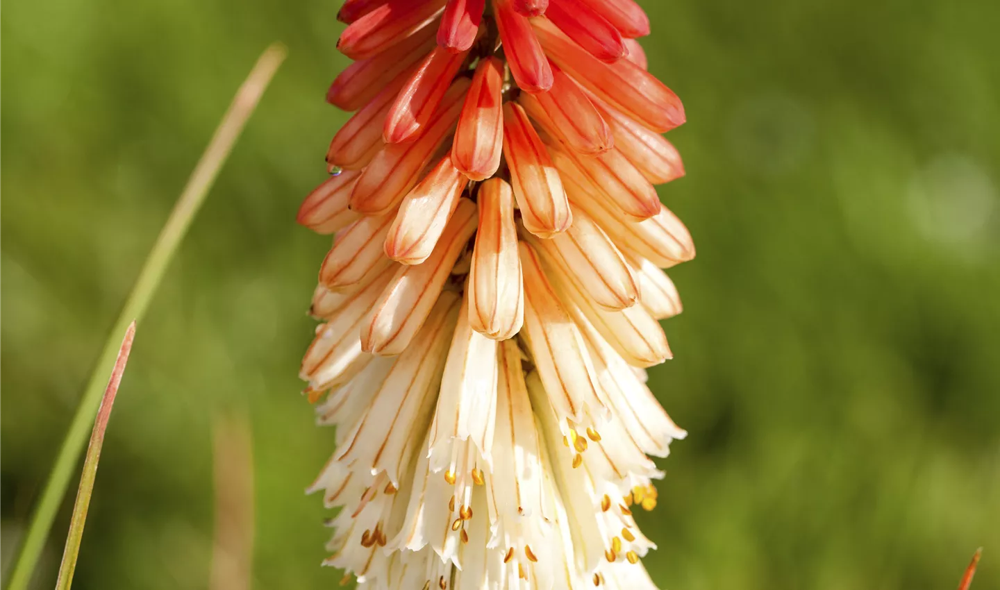 Fackellilien – ein florales Flammenmeer im Garten