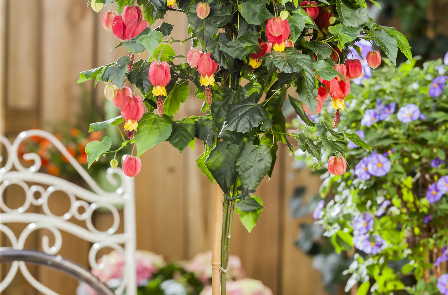 Abutilon megapotamicum, Stamm