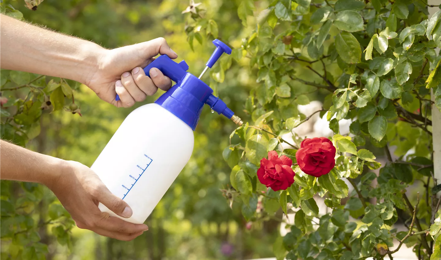 Pflanzenschutzmittel auf Rosen sprühen